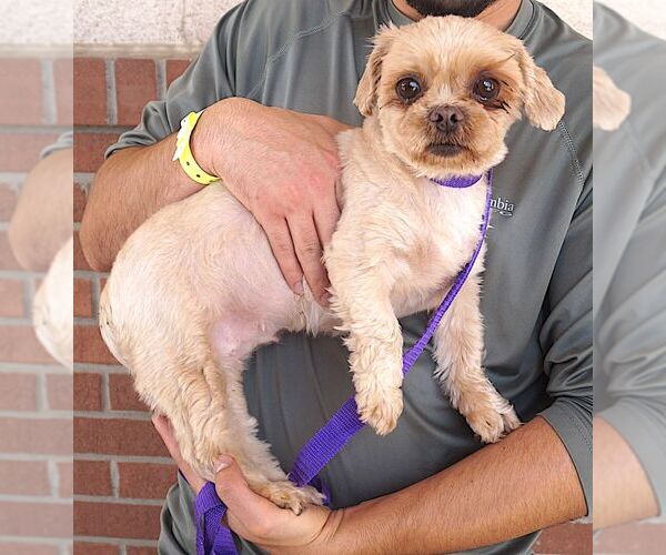 Medium Photo #2 Shih Tzu Puppy For Sale in Carrollton, TX, USA