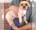 Small #1 Shih Tzu