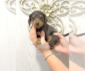 Dachshund Puppy for sale in WINNSBORO, LA, USA