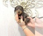 Image preview for Ad Listing. Nickname: Mini Blue male
