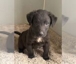 Small Labrador Retriever Mix