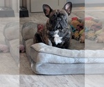 Small French Bulldog