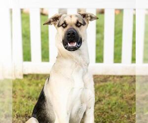 German Shepherd Dog-Unknown Mix Dogs for adoption in Camarillo, CA, USA