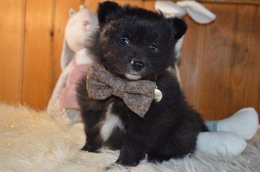 Medium Photo #5 Pomeranian Puppy For Sale in HONEY BROOK, PA, USA
