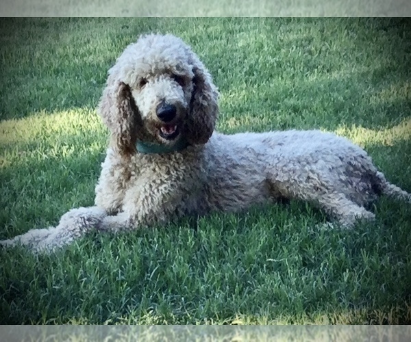 Medium Photo #1 Goldendoodle Puppy For Sale in CEDAR HILL, TX, USA