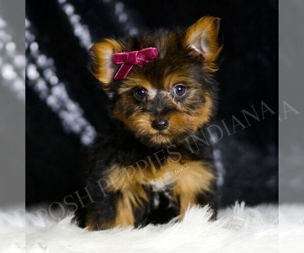 Medium Photo #2 Yorkshire Terrier Puppy For Sale in WARSAW, IN, USA