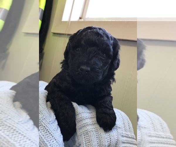 Medium Photo #1 Poodle (Miniature) Puppy For Sale in NEW RICHLAND, MN, USA