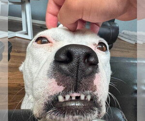 Charlie  (F 2026) - Female American Staffordshire Terrier-Unknown Mix Dog for Adoption - Photo #16