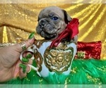 Small Photo #90 French Bulldog Puppy For Sale in HAYWARD, CA, USA