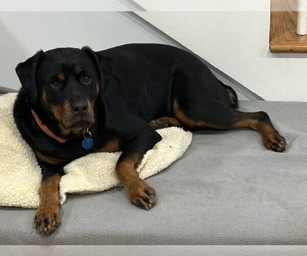 Medium Photo #2 Rottweiler Puppy For Sale in Hillsboro, NH, USA