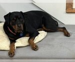 Small #1 Rottweiler