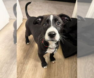 Mutt Dogs for adoption in Foristell, MO, USA