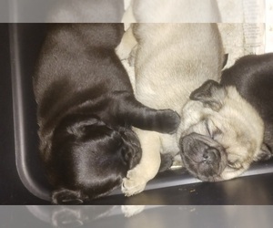 Pug Puppy for sale in JACKSONVILLE, FL, USA