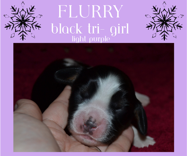 Medium Photo #6 English Springer Spaniel Puppy For Sale in LITCHFIELD, MN, USA