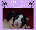 Small Photo #6 English Springer Spaniel Puppy For Sale in LITCHFIELD, MN, USA