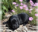 Small #6 Labrador Retriever