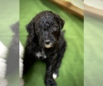 Small Photo #12 Goldendoodle Puppy For Sale in LOTHIAN, MD, USA
