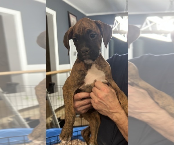 Medium Photo #1 Boxer Puppy For Sale in SCOBEY, MS, USA