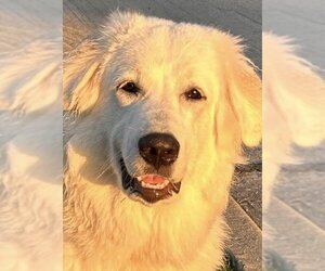 Great Pyrenees-Unknown Mix Dogs for adoption in Rockwall, TX, USA