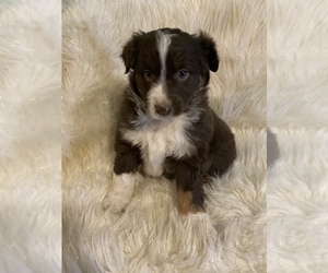Australian Shepherd Puppy for sale in BEECH GROVE, IN, USA