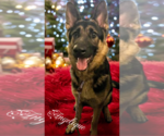 Small #1 German Shepherd Dog