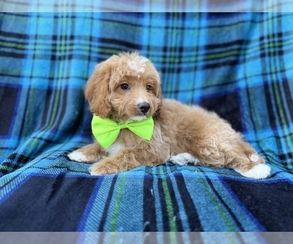 Medium Photo #3 Cavapoo (Miniature) Puppy For Sale in LAKELAND, FL, USA