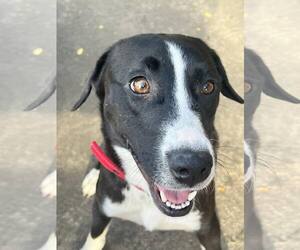 Labrador Retriever-Unknown Mix Dogs for adoption in Rowlett, TX, USA