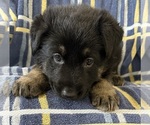 Small #1 German Shepherd Dog