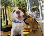 Small #1 Colonial Cocker Spaniel Mix