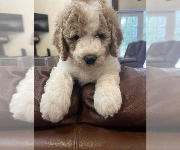 Medium Photo #57 Double Doodle Puppy For Sale in PIERSON, FL, USA