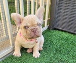 Small #7 French Bulldog