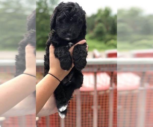 Medium Photo #6 Bernedoodle Puppy For Sale in WINTER, WI, USA