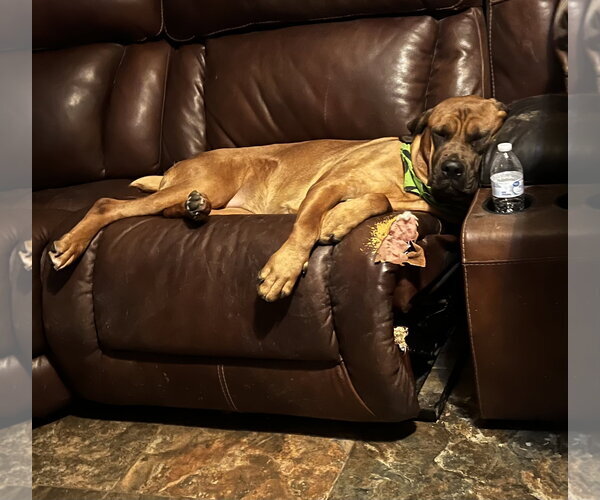 Medium Photo #4 Mastiff Puppy For Sale in Goodyear, AZ, USA