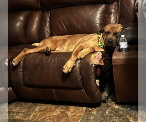 Mango - Female Mastiff Dog for Adoption - Photo #4