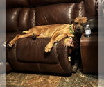 Small #3 Mastiff