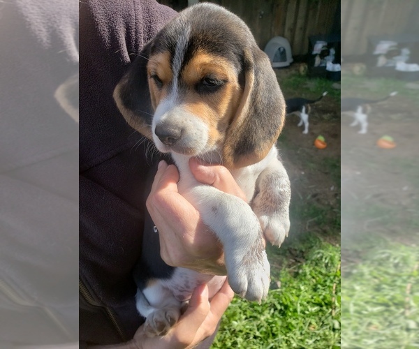 Medium Photo #8 Beagle Puppy For Sale in COOS BAY, OR, USA