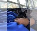 Small Photo #9 French Bulldog Puppy For Sale in WOODLAND PARK, NJ, USA