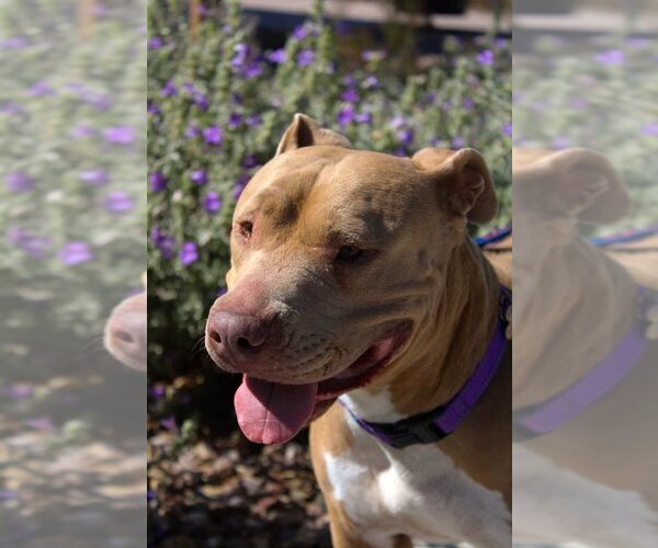 Medium Photo #14 Mutt Puppy For Sale in Chandler, AZ, USA