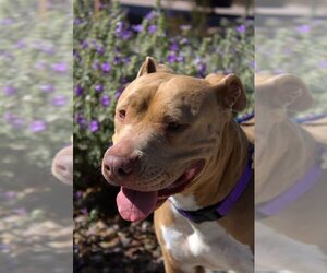 BETTY WHITE - Female Mutt Dog for Adoption - Photo #14