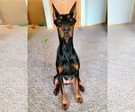 Small #11 Doberman Pinscher