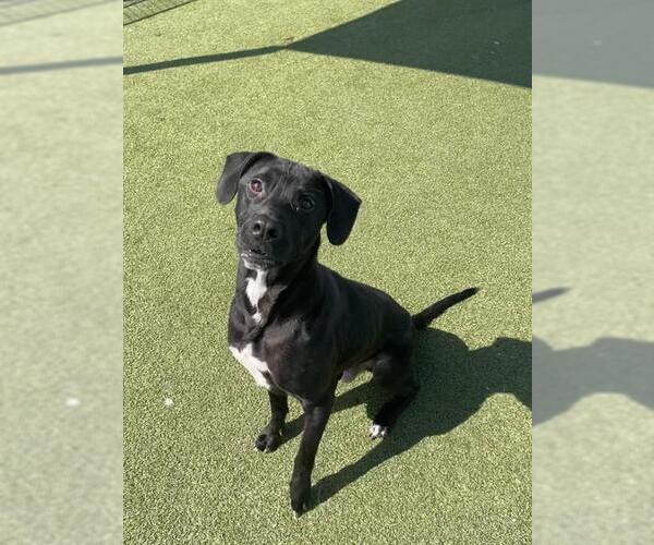 Medium Photo #2 Labrador Retriever-Unknown Mix Puppy For Sale in Pasadena, TX, USA