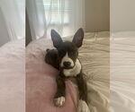 Small #5 American Pit Bull Terrier-Mountain Cur Mix
