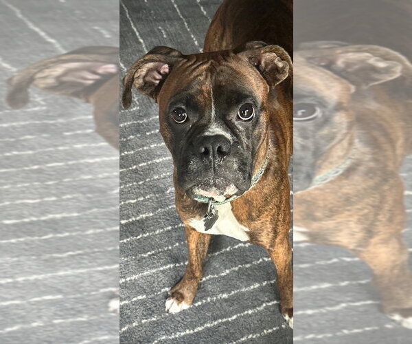 Medium Photo #2 Boxer Puppy For Sale in Austin, TX, USA