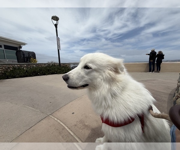 Medium Photo #1 Great Pyrenees Puppy For Sale in SAN DIEGO, CA, USA