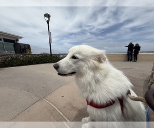 Mother of the Great Pyrenees puppies born on 08/22/2025