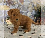 Small #2 Goldendoodle-Poodle (Miniature) Mix