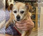 Small #6 Chihuahua Mix