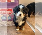 Small Photo #5 Bernese Mountain Dog Puppy For Sale in KILLBUCK, OH, USA