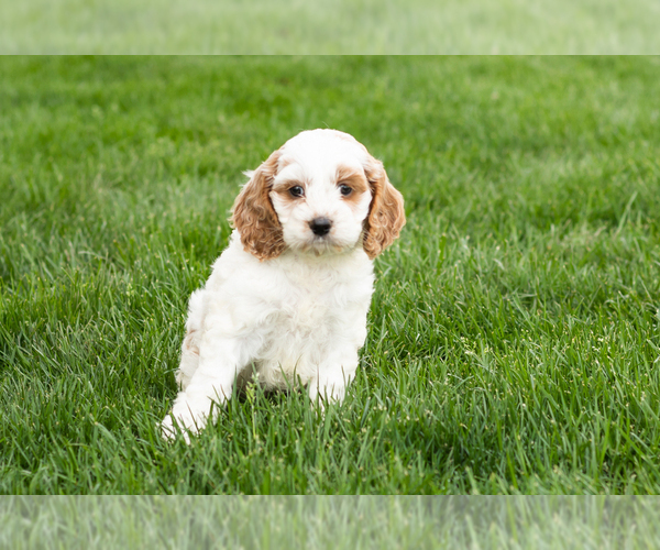 Medium Photo #1 Cockapoo (Miniature) Puppy For Sale in NAPPANEE, IN, USA