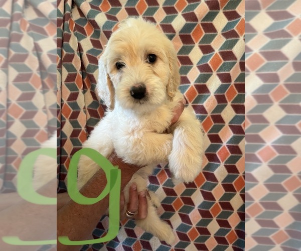 Medium Photo #8 Goldendoodle Puppy For Sale in GROTON, NY, USA
